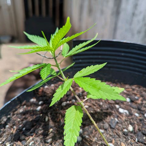 Prenseed ( Artemis) 🍊🍋🍬 growlog photo: Começou a evoluir mais rápido 