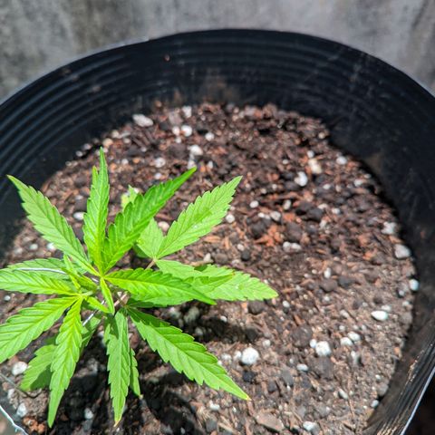 Prenseed ( Artemis) 🍊🍋🍬 growlog photo: Começou a evoluir mais rápido 