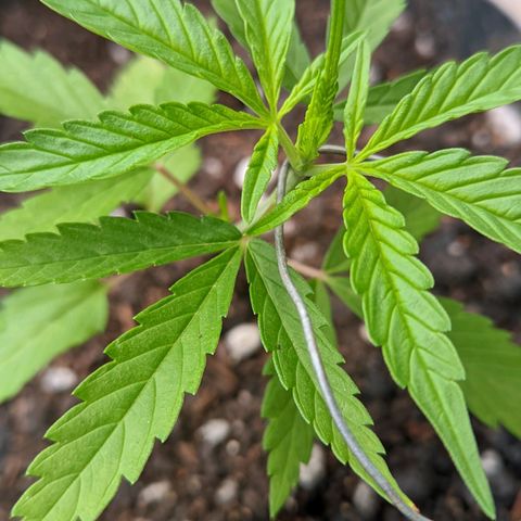 Prenseed ( Artemis) 🍊🍋🍬 growlog timeline photo