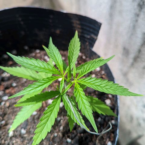 Prenseed ( Artemis) 🍊🍋🍬 growlog timeline photo