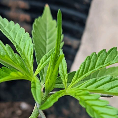 Prenseed ( Artemis) 🍊🍋🍬 growlog timeline photo
