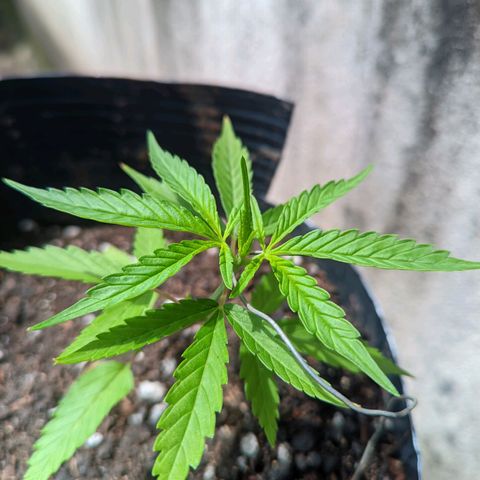 Prenseed ( Artemis) 🍊🍋🍬 growlog timeline photo