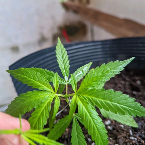 Prenseed ( Artemis) 🍊🍋🍬 growlog photo: Poda