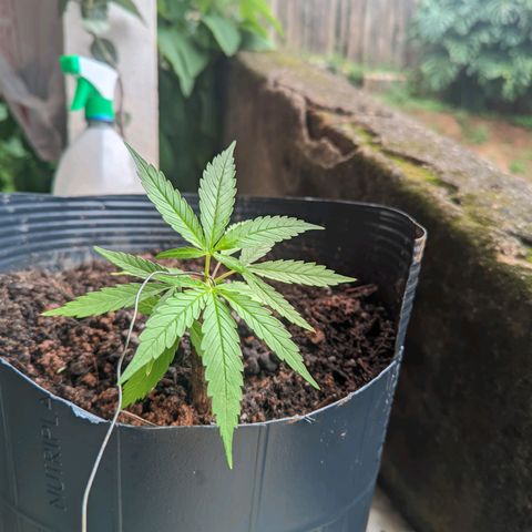Prenseed ( Artemis) 🍊🍋🍬 growlog timeline photo