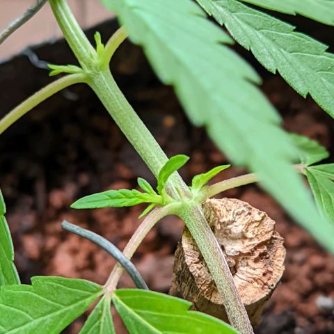 Prenseed ( Artemis) 🍊🍋🍬 growlog timeline photo