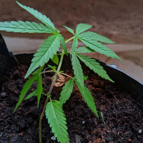 Prenseed ( Artemis) 🍊🍋🍬 growlog timeline photo