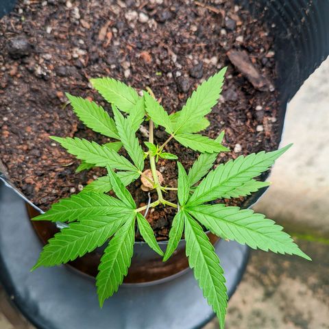 Prenseed ( Artemis) 🍊🍋🍬 growlog timeline photo