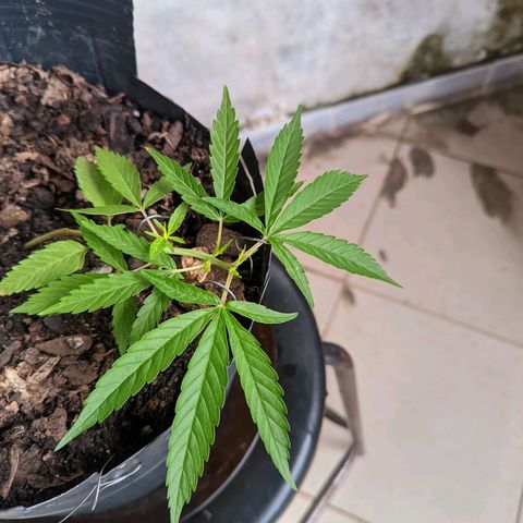 Prenseed ( Artemis) 🍊🍋🍬 growlog timeline photo