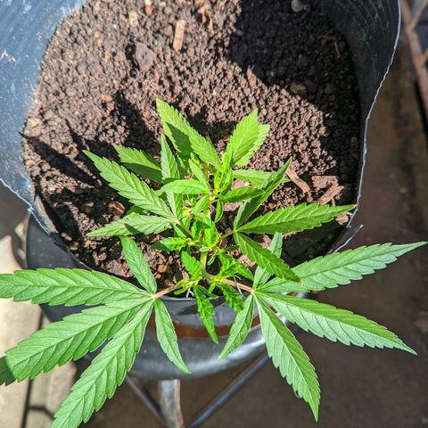 Prenseed ( Artemis) 🍊🍋🍬 growlog timeline photo