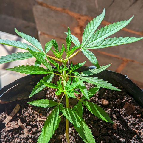 Prenseed ( Artemis) 🍊🍋🍬 growlog timeline photo