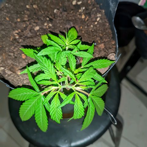 Prenseed ( Artemis) 🍊🍋🍬 growlog timeline photo
