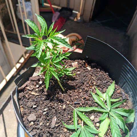 Prenseed ( Artemis) 🍊🍋🍬 growlog photo: Podei as folhas mais velhas pra incentivar os brotos que estão surgindo e ramificar mais