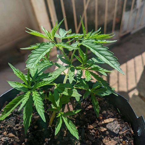 Prenseed ( Artemis) 🍊🍋🍬 growlog timeline photo