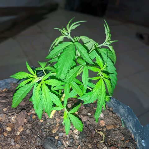 Prenseed ( Artemis) 🍊🍋🍬 growlog timeline photo