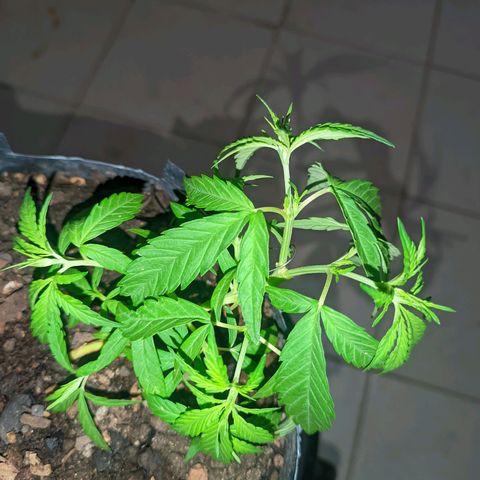 Prenseed ( Artemis) 🍊🍋🍬 growlog timeline photo