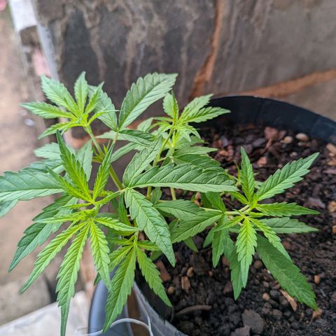 Prenseed ( Artemis) 🍊🍋🍬 growlog timeline photo