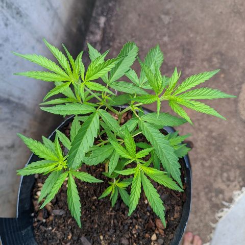Prenseed ( Artemis) 🍊🍋🍬 growlog timeline photo