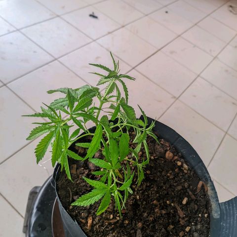 Prenseed ( Artemis) 🍊🍋🍬 growlog timeline photo