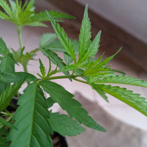 Prenseed ( Artemis) 🍊🍋🍬 growlog timeline photo