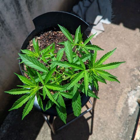 Prenseed ( Artemis) 🍊🍋🍬 growlog timeline photo
