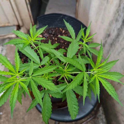 Prenseed ( Artemis) 🍊🍋🍬 growlog timeline photo