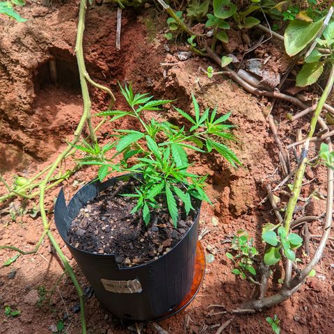 Prenseed ( Artemis) 🍊🍋🍬 growlog timeline photo
