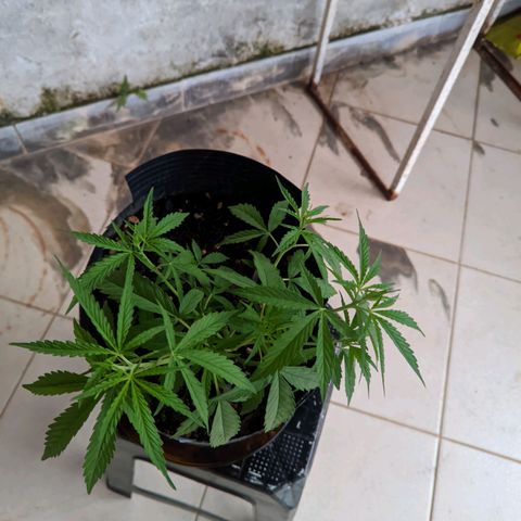 Prenseed ( Artemis) 🍊🍋🍬 growlog timeline photo