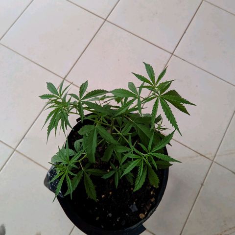Prenseed ( Artemis) 🍊🍋🍬 growlog timeline photo