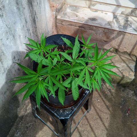 Prenseed ( Artemis) 🍊🍋🍬 growlog timeline photo
