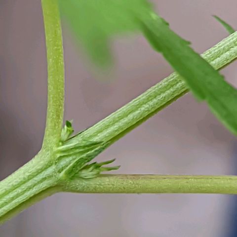 Prenseed ( Artemis) 🍊🍋🍬 growlog timeline photo