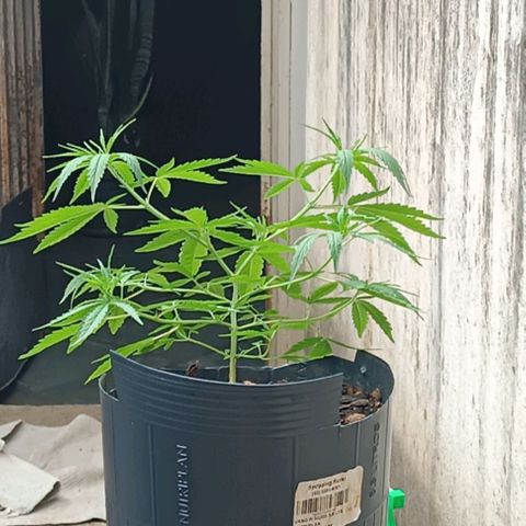 Prenseed ( Artemis) 🍊🍋🍬 growlog timeline photo