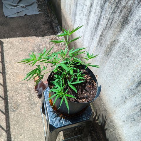 Prenseed ( Artemis) 🍊🍋🍬 growlog timeline photo