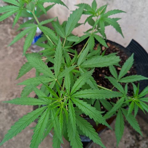 Prenseed ( Artemis) 🍊🍋🍬 growlog timeline photo