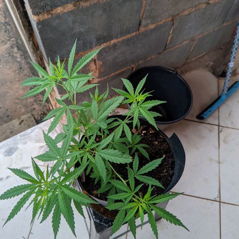 Prenseed ( Artemis) 🍊🍋🍬 growlog timeline photo