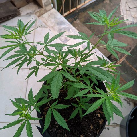 Prenseed ( Artemis) 🍊🍋🍬 growlog timeline photo