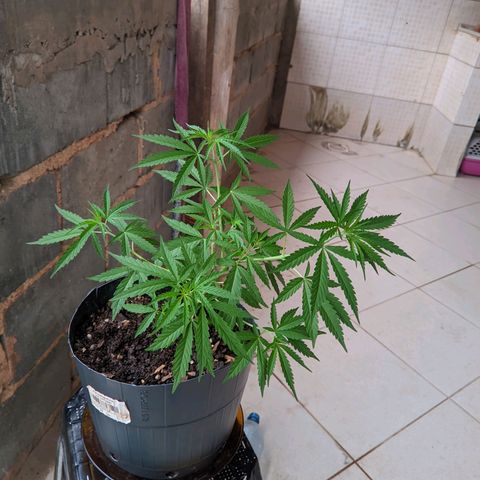 Prenseed ( Artemis) 🍊🍋🍬 growlog timeline photo