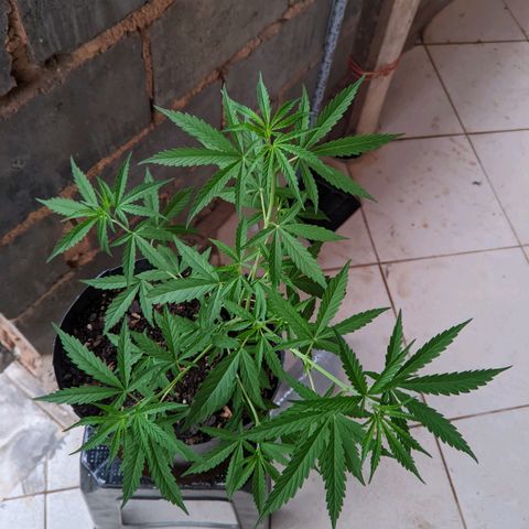 Prenseed ( Artemis) 🍊🍋🍬 growlog timeline photo