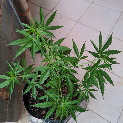 Prenseed ( Artemis) 🍊🍋🍬 growlog timeline photo