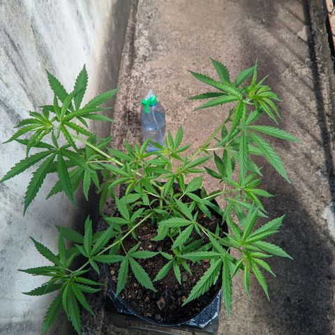 Prenseed ( Artemis) 🍊🍋🍬 growlog timeline photo