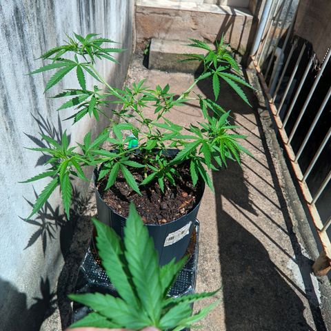 Prenseed ( Artemis) 🍊🍋🍬 growlog timeline photo
