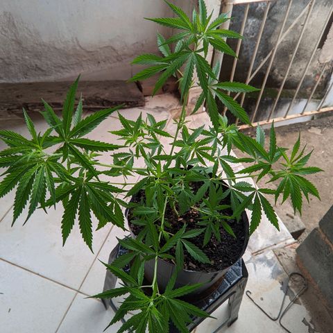 Prenseed ( Artemis) 🍊🍋🍬 growlog timeline photo