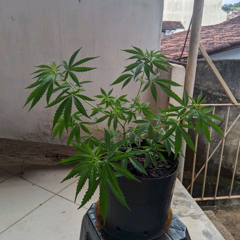 Prenseed ( Artemis) 🍊🍋🍬 growlog timeline photo