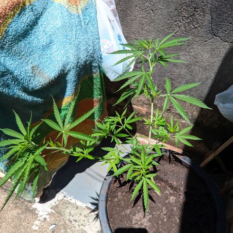Prenseed ( Artemis) 🍊🍋🍬 growlog photo: Sofreu uma queda e perdeu vários galhos e Folhas