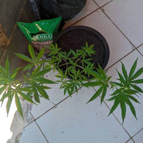 Prenseed ( Artemis) 🍊🍋🍬 growlog photo: Sofreu uma queda e perdeu vários galhos e Folhas