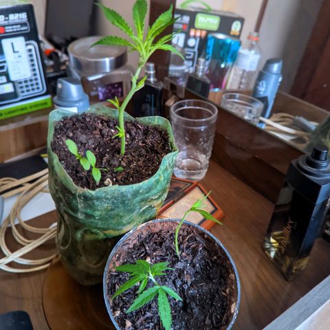 Prenseed ( Artemis) 🍊🍋🍬 growlog photo: Sofreu uma queda e perdeu vários galhos e Folhas
