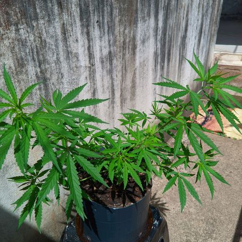 Prenseed ( Artemis) 🍊🍋🍬 growlog timeline photo