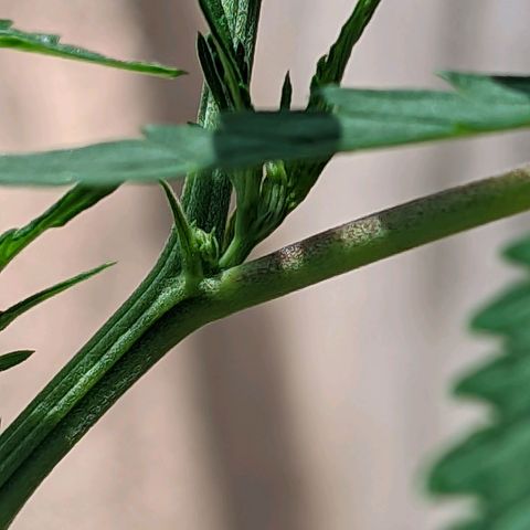 Prenseed ( Artemis) 🍊🍋🍬 growlog timeline photo