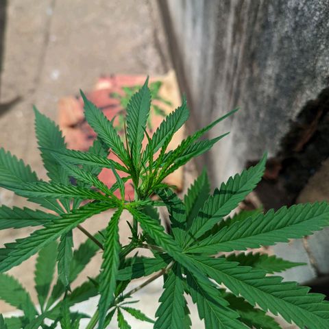 Prenseed ( Artemis) 🍊🍋🍬 growlog timeline photo