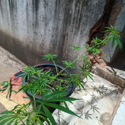 Prenseed ( Artemis) 🍊🍋🍬 growlog timeline photo