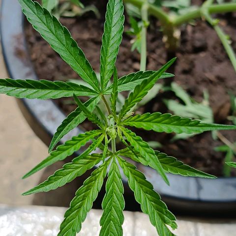 Prenseed ( Artemis) 🍊🍋🍬 growlog timeline photo